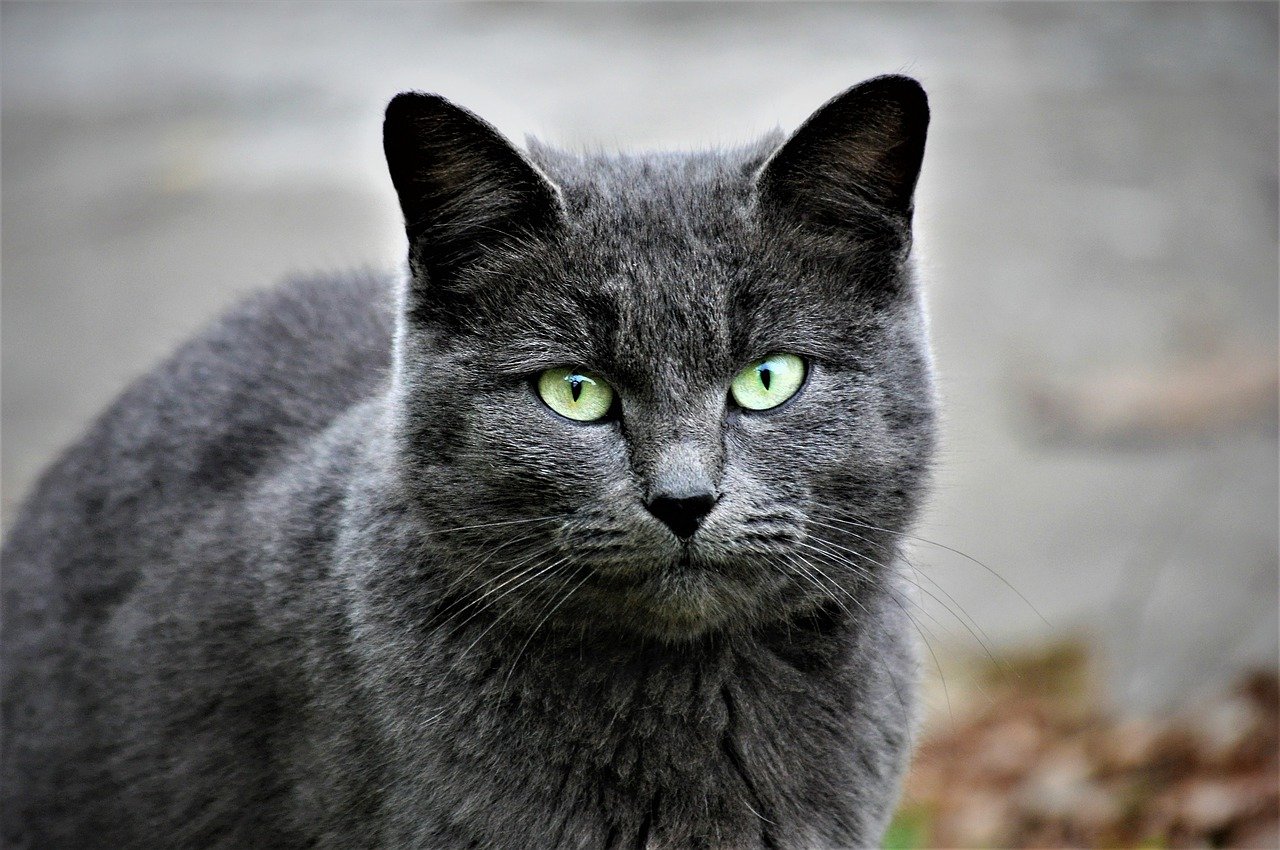 The Friendly Nature of the Ragamuffin Cat